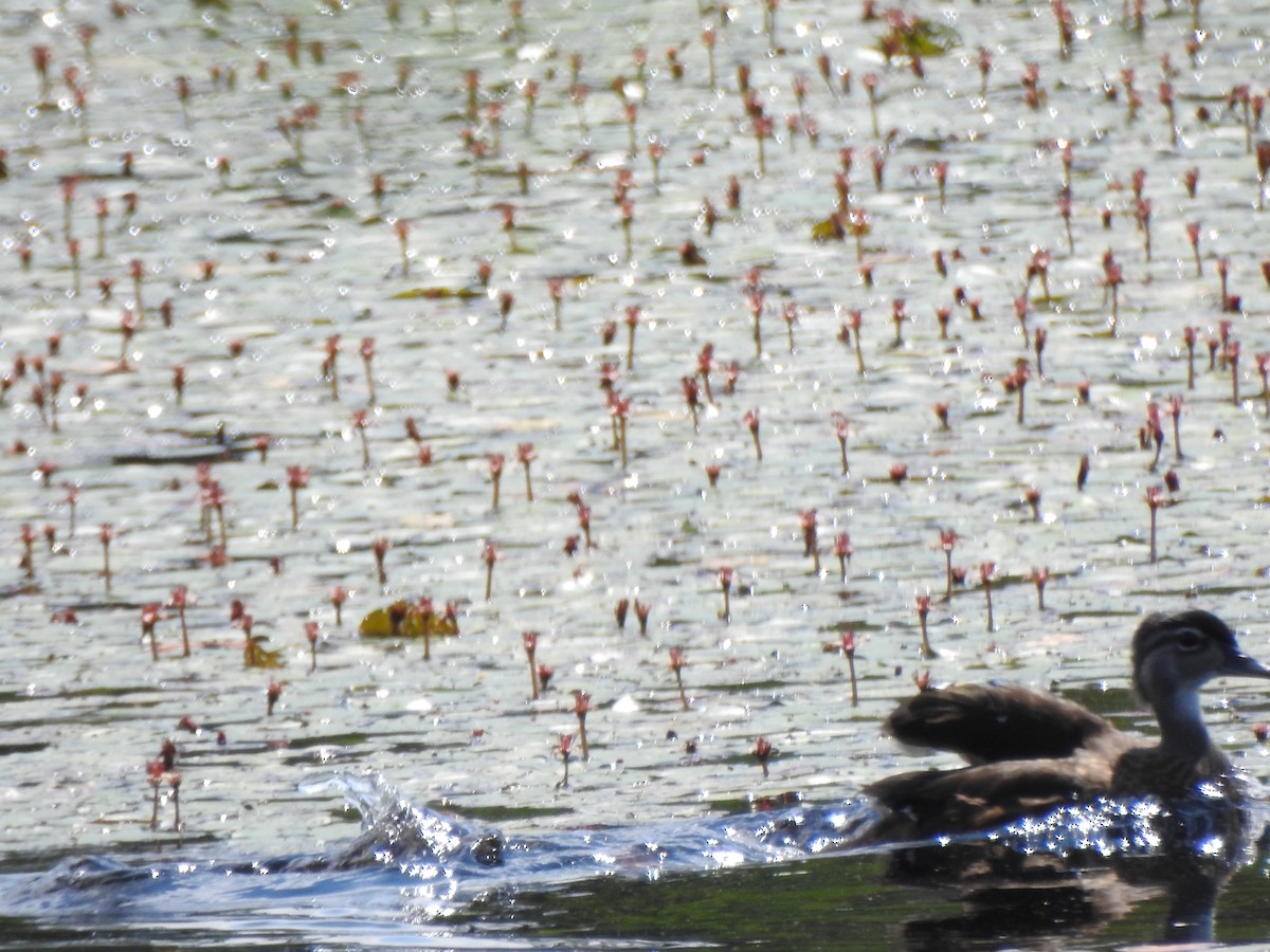Wood Duck - ML638293281