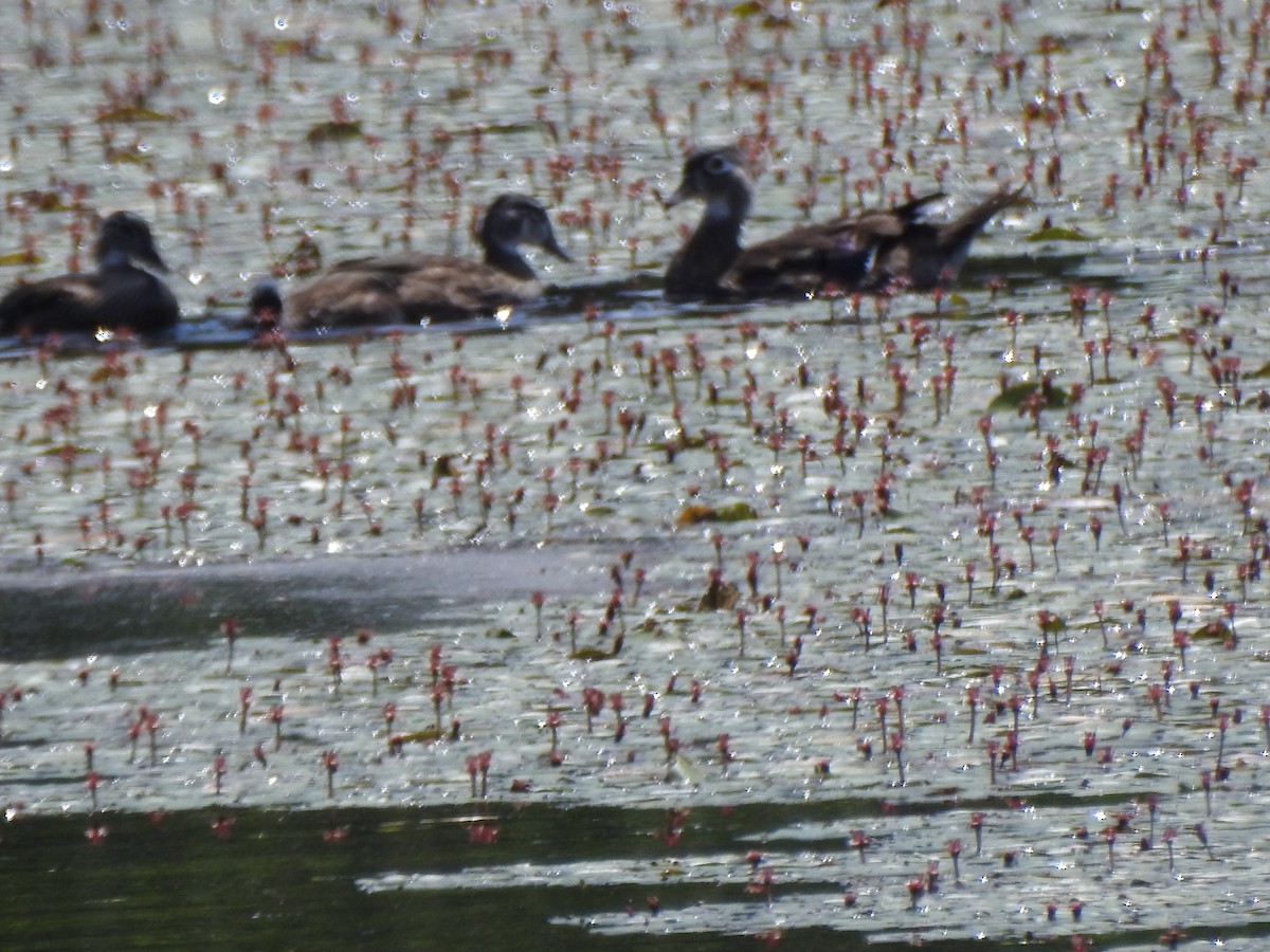 Wood Duck - ML638293283