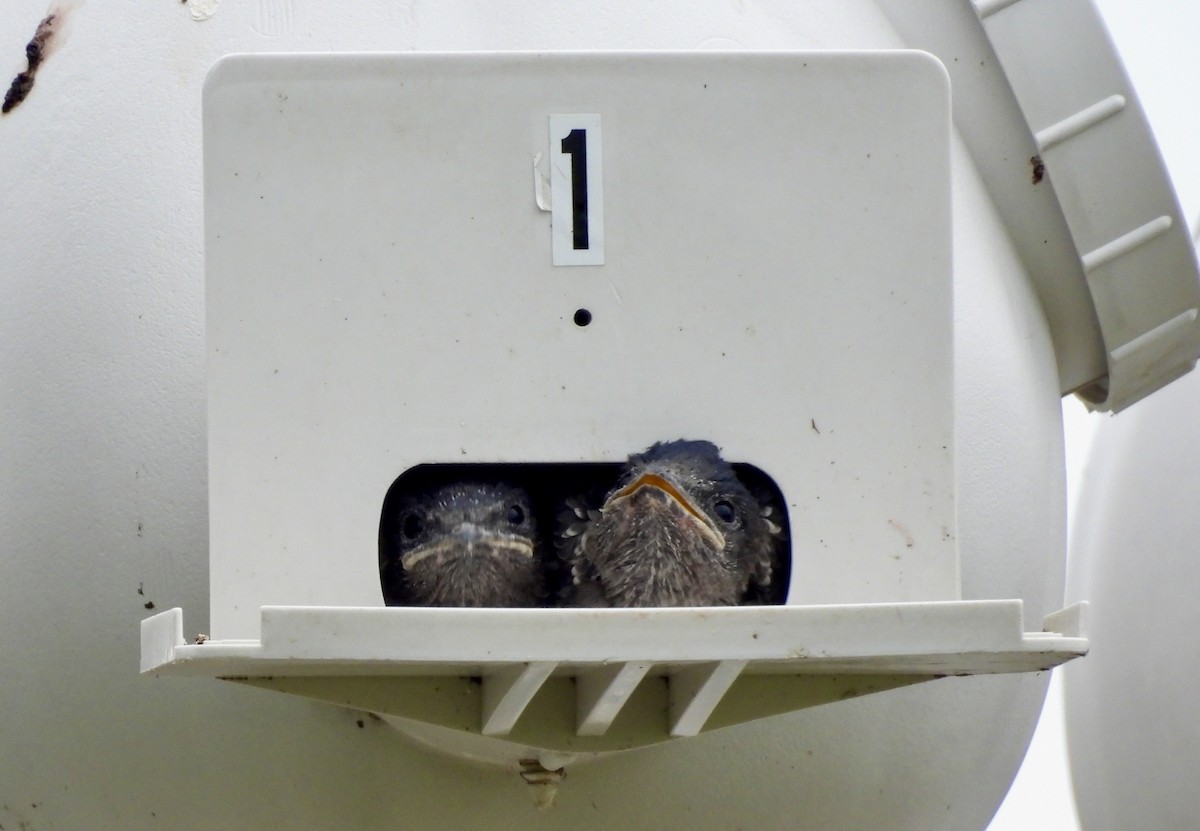 Purple Martin - ML638293286