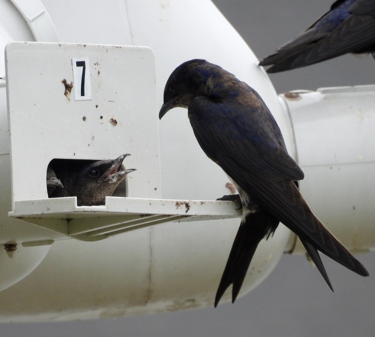 Purple Martin - ML638293287