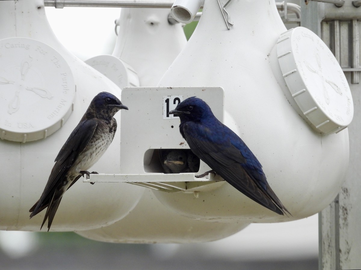 Purple Martin - ML638293289