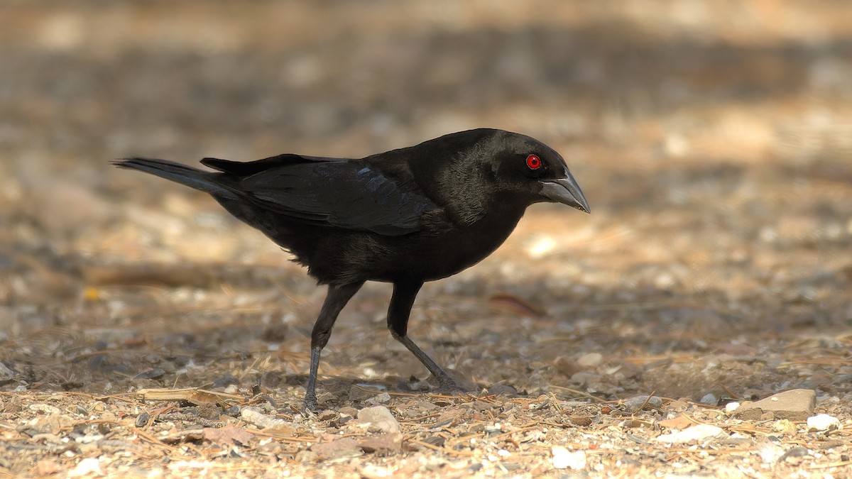 Bronzed Cowbird - ML638293295
