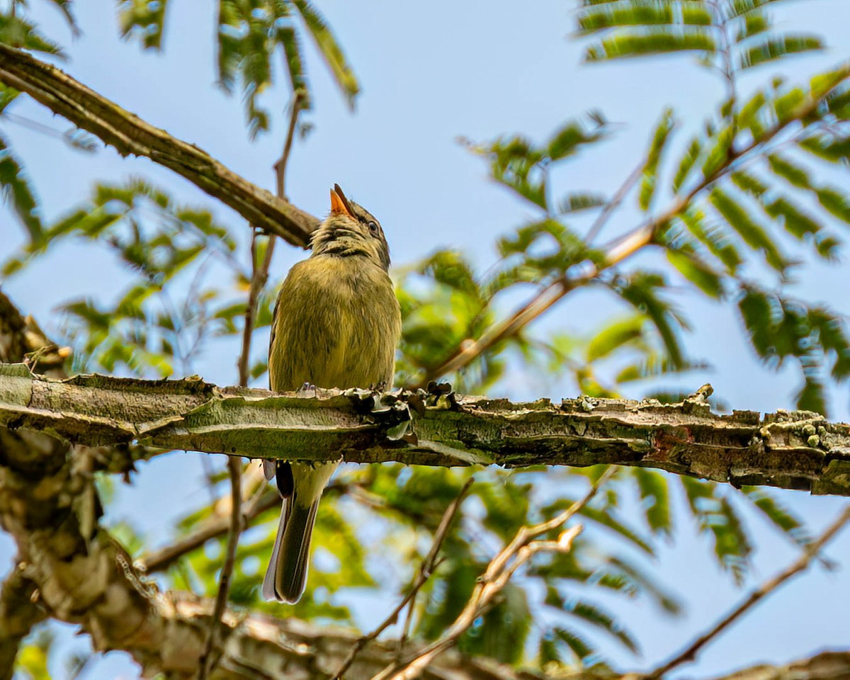 Rough-legged Tyrannulet - ML638293297