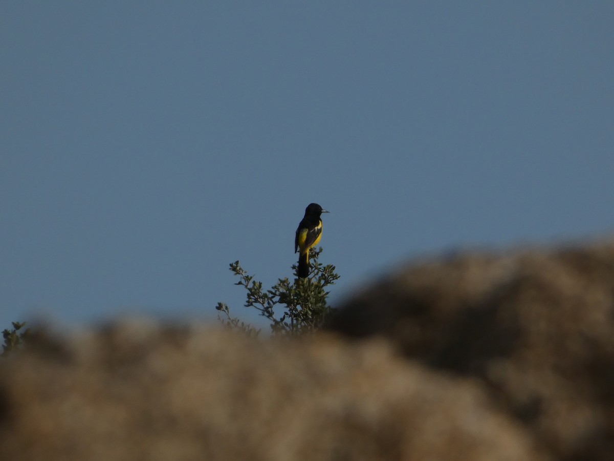 Scott's Oriole - ML638293298