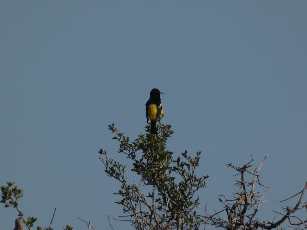 Scott's Oriole - ML638293299