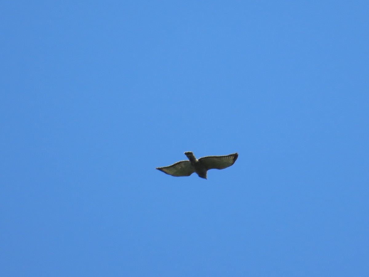 Broad-winged Hawk - ML638293304