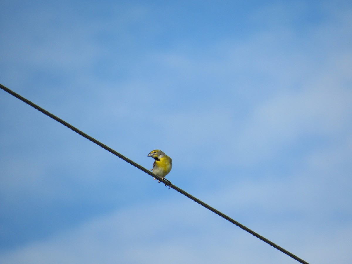 Dickcissel - ML638293307