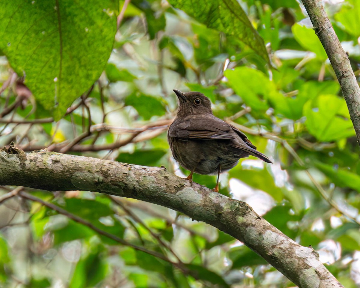 Yellow-legged Thrush - ML638293308