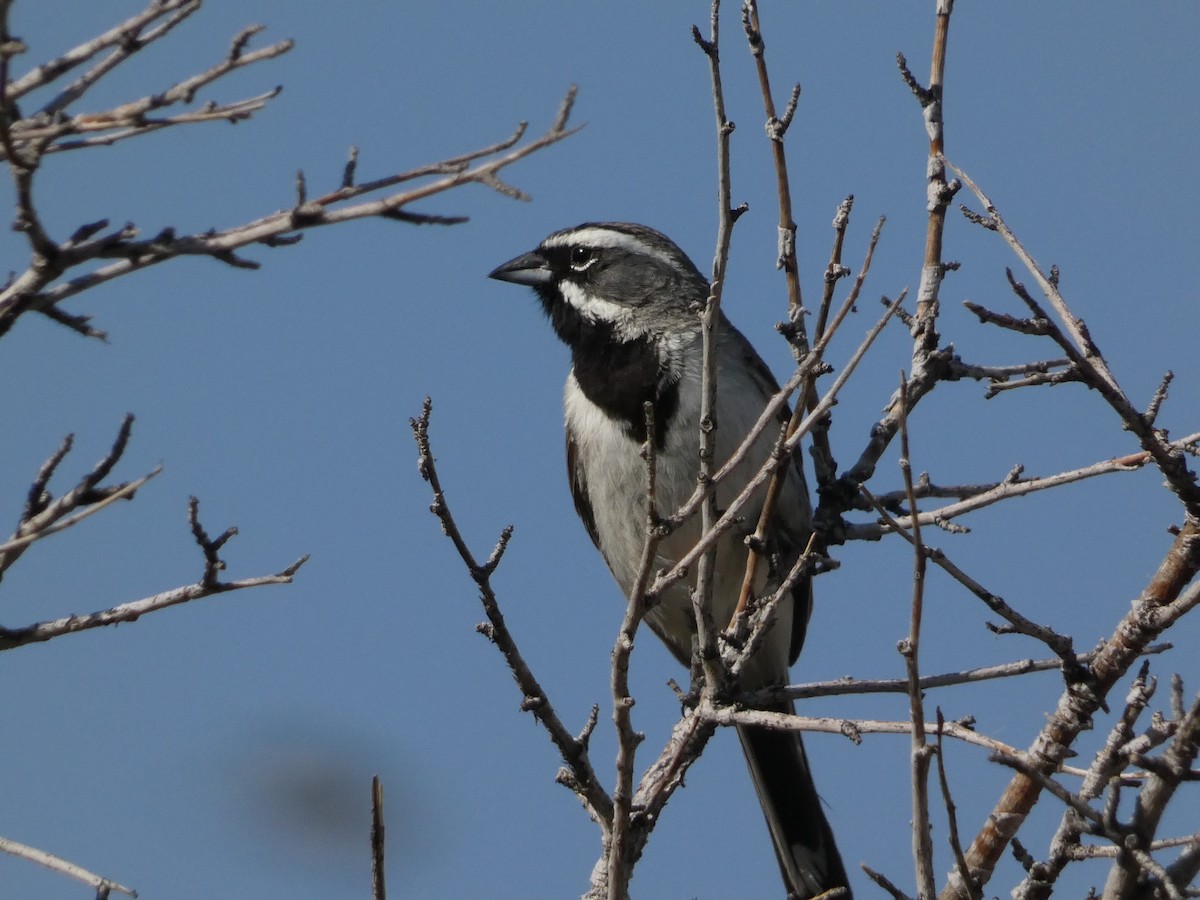 Black-throated Sparrow - ML638293309