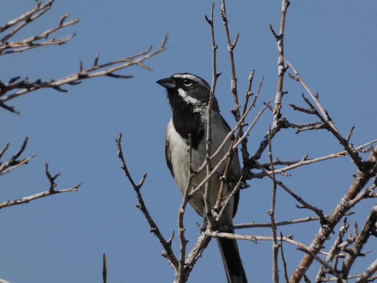 Black-throated Sparrow - ML638293310