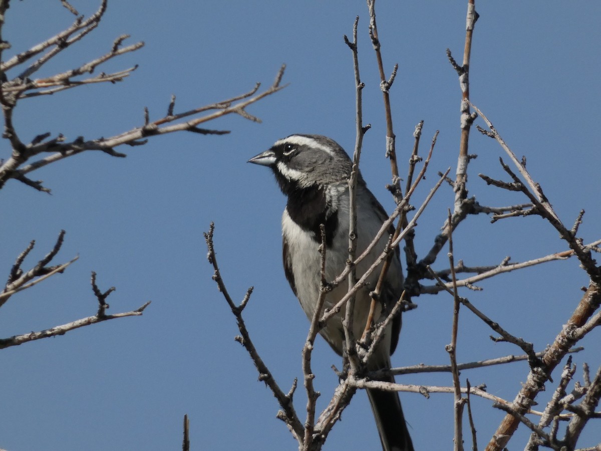 Black-throated Sparrow - ML638293311