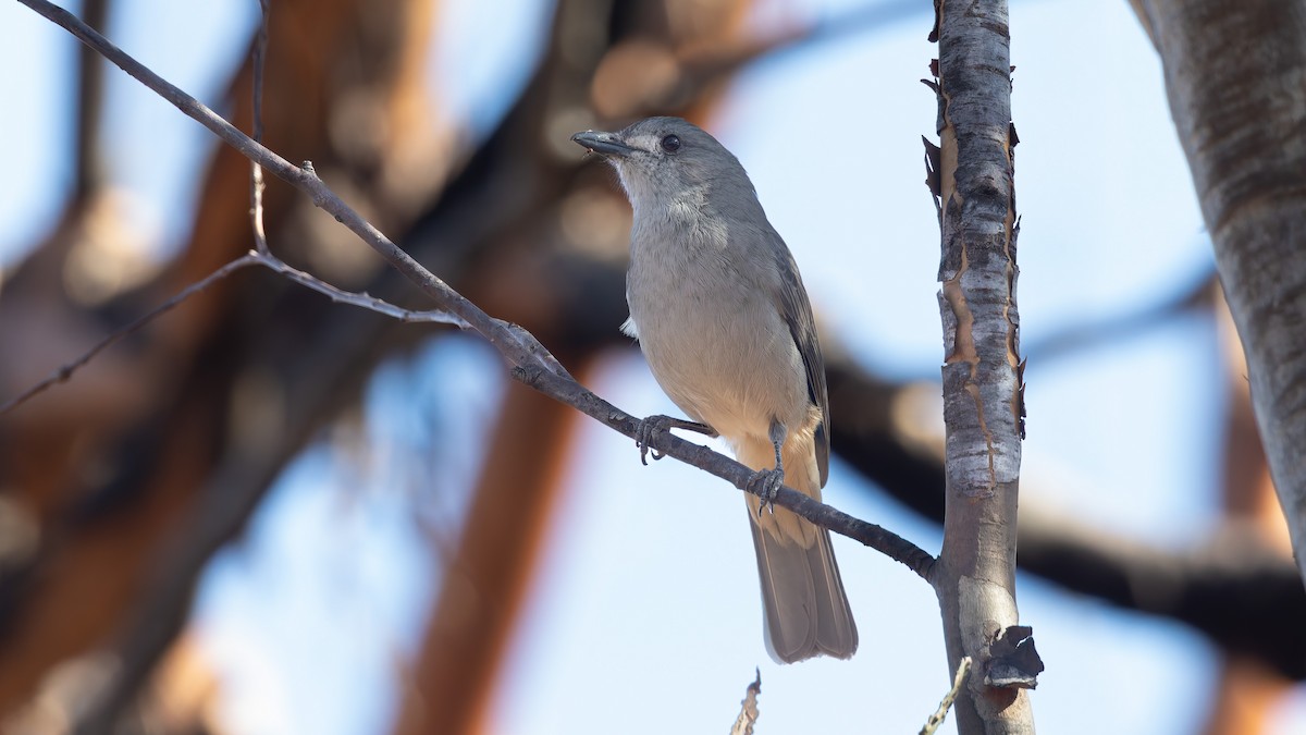 Gray Shrikethrush - ML638293312