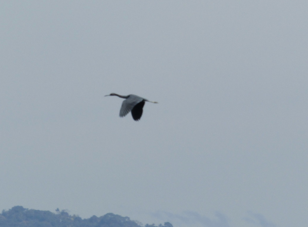 Reddish Egret - ML638293316