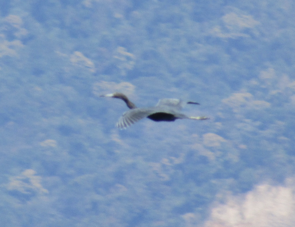 Reddish Egret - ML638293317