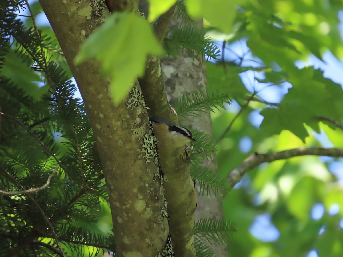 Red-breasted Nuthatch - ML638293319