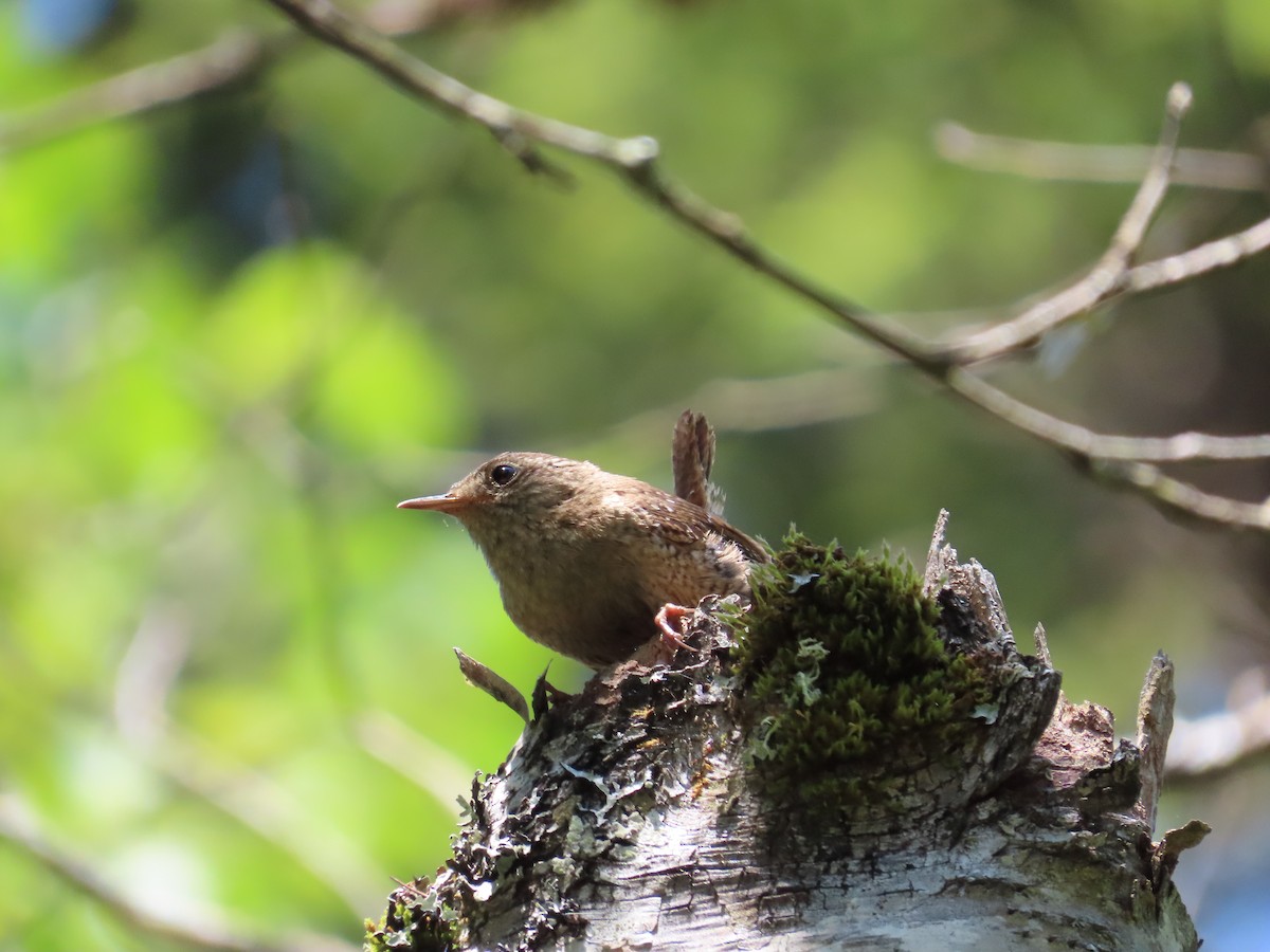 Winter Wren - ML638293329