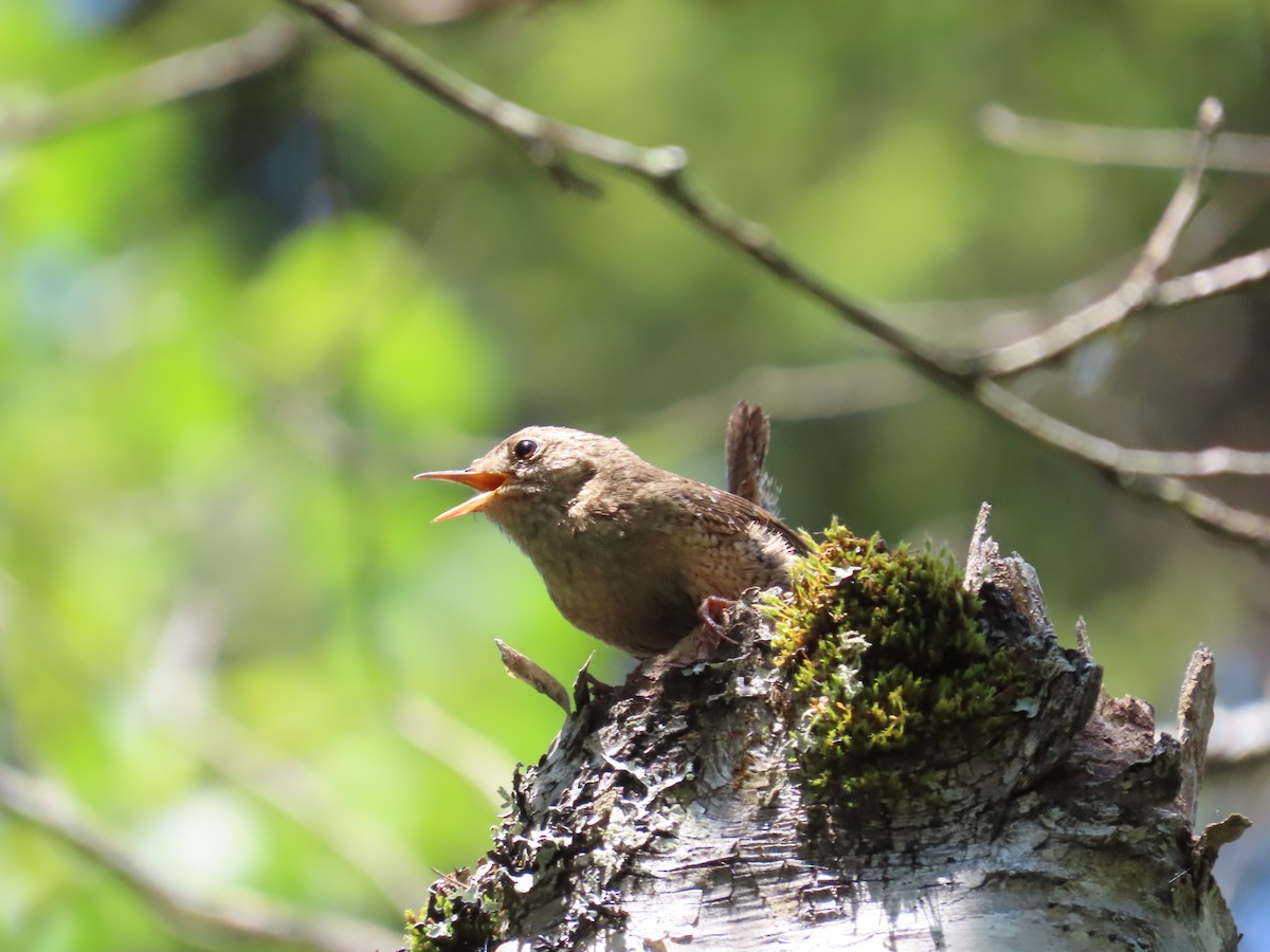 Winter Wren - ML638293330