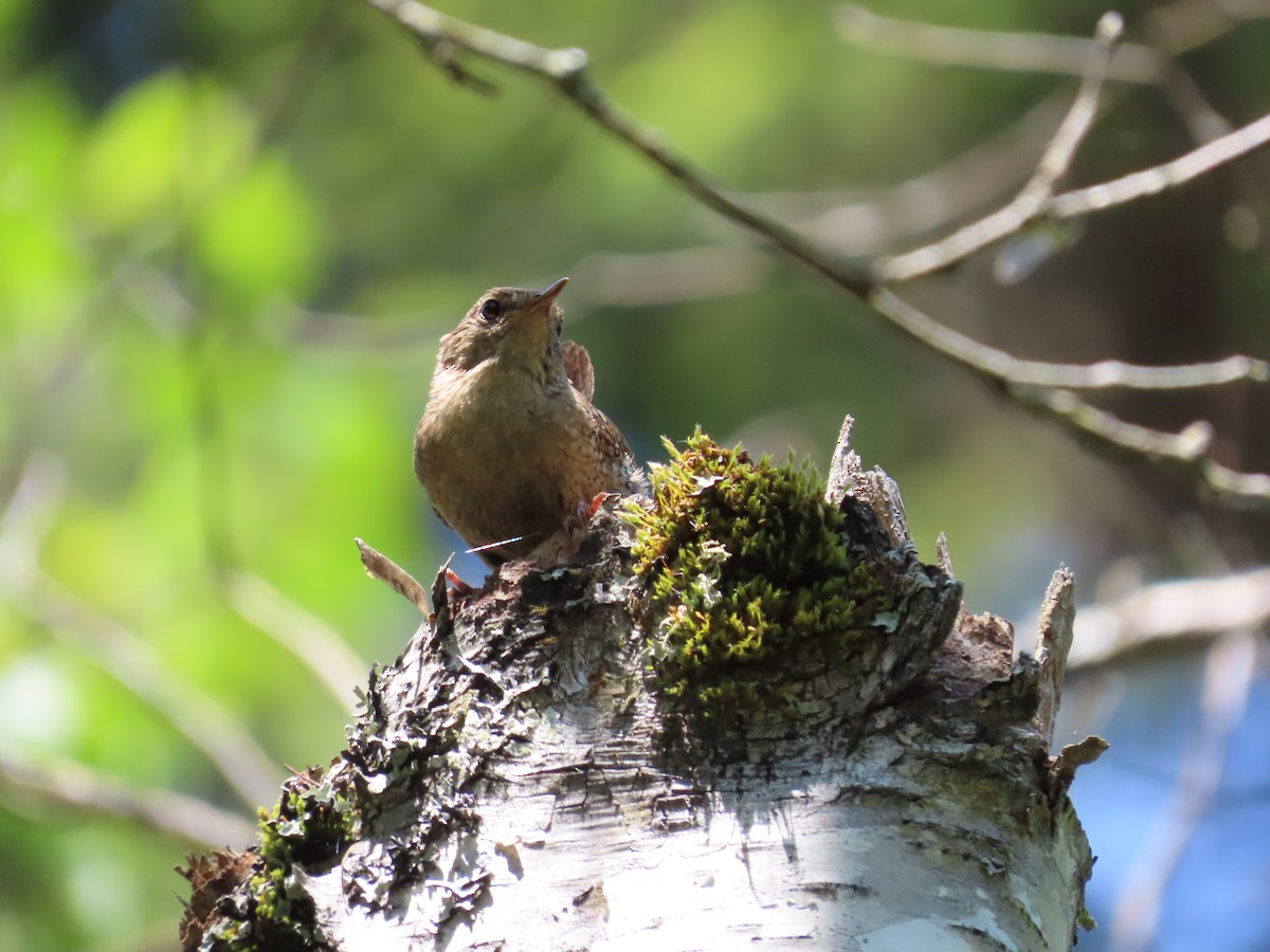 Winter Wren - ML638293331