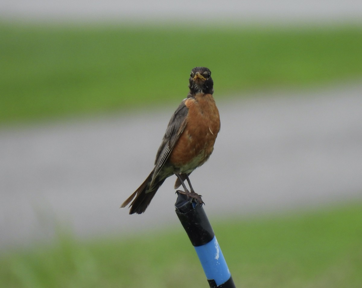 American Robin - ML638293341
