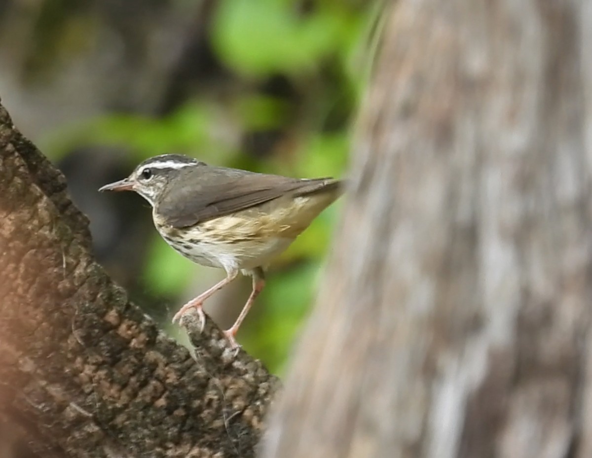 Louisiana Waterthrush - ML638293351
