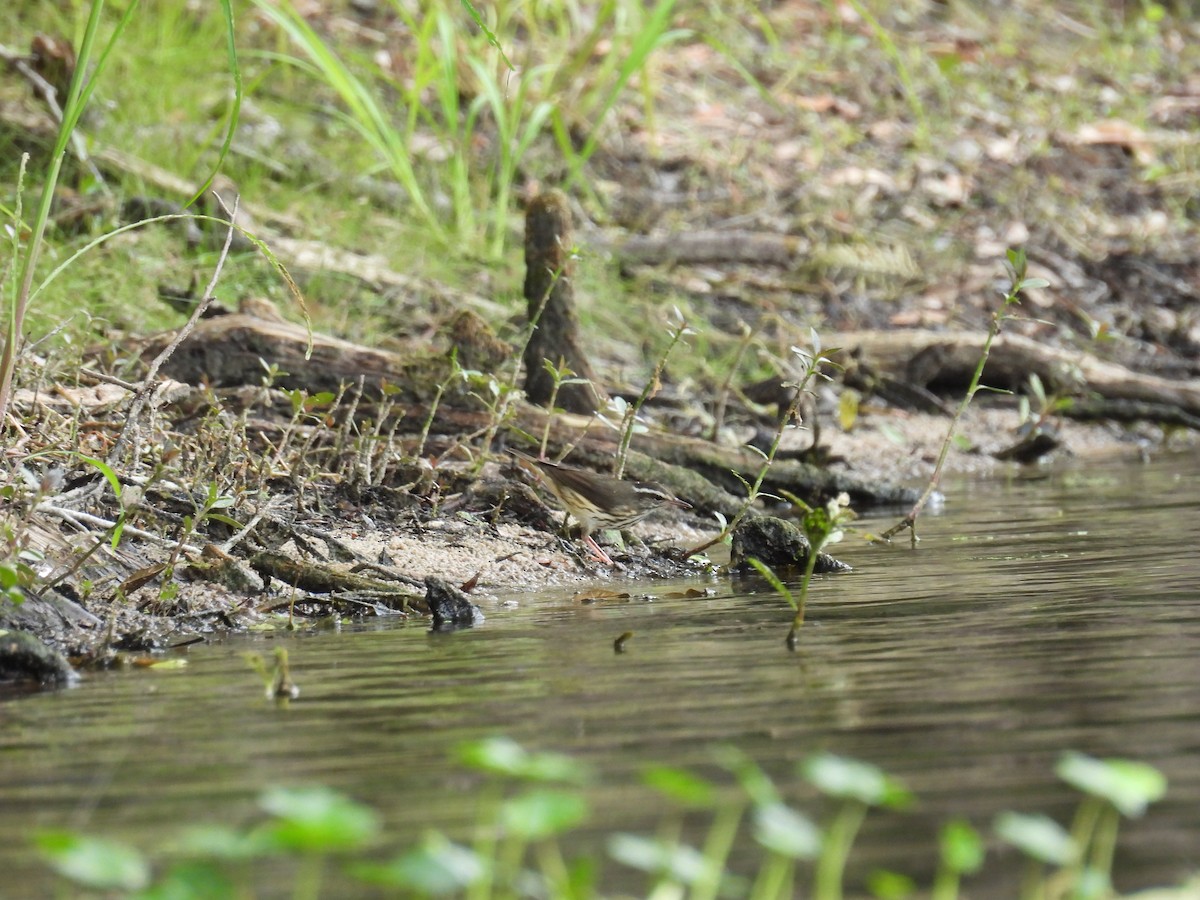 Louisiana Waterthrush - ML638293353