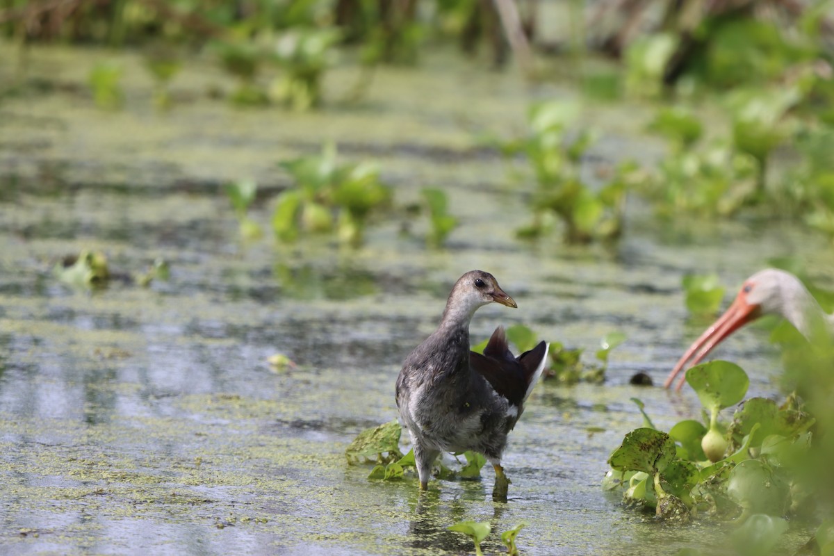 Common Gallinule - ML638293355
