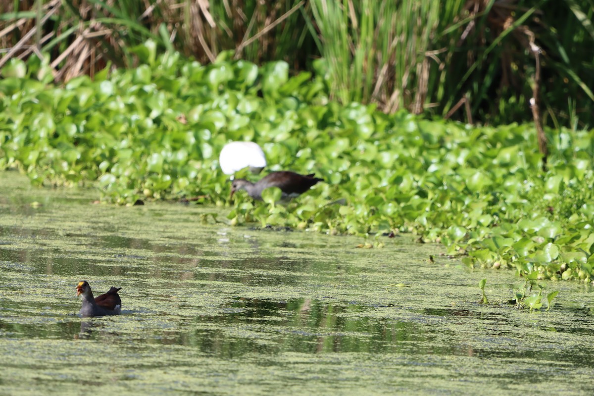 Common Gallinule - ML638293356