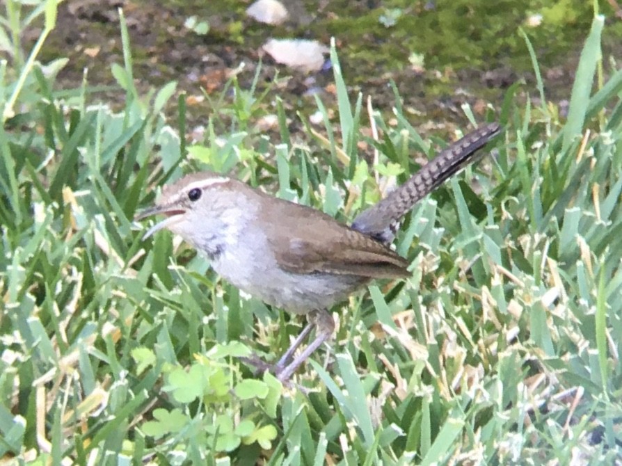 Bewick's Wren - ML638293357
