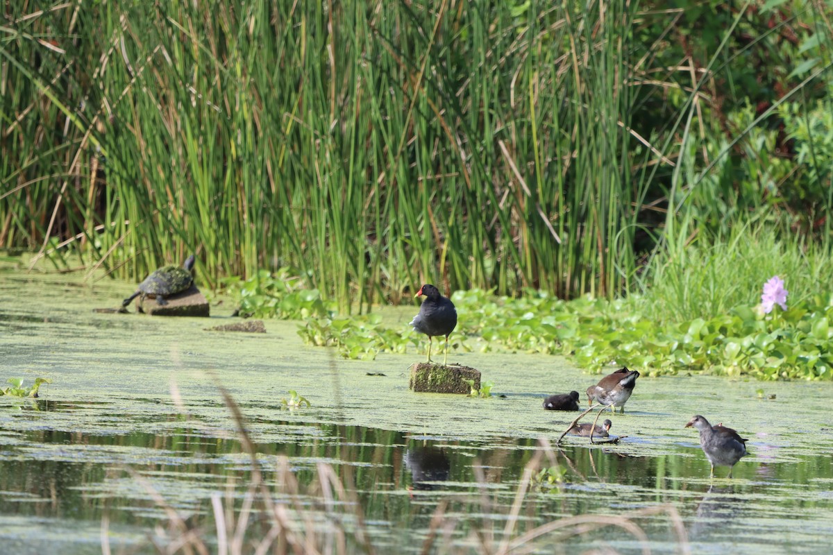 Common Gallinule - ML638293358