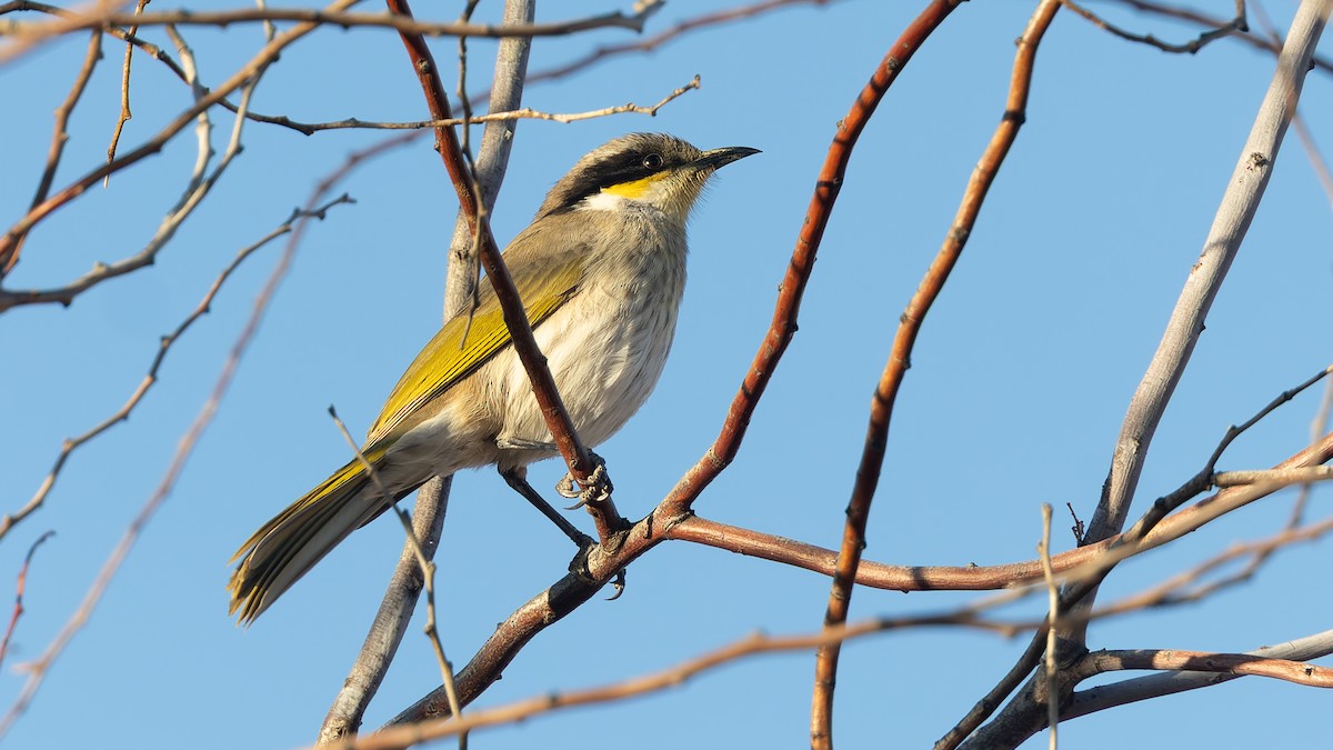 Singing Honeyeater - ML638293359