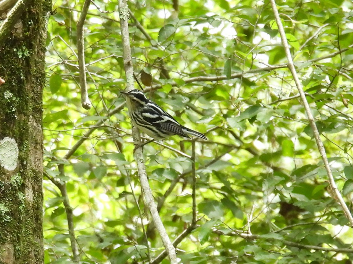 Black-and-white Warbler - ML638293365
