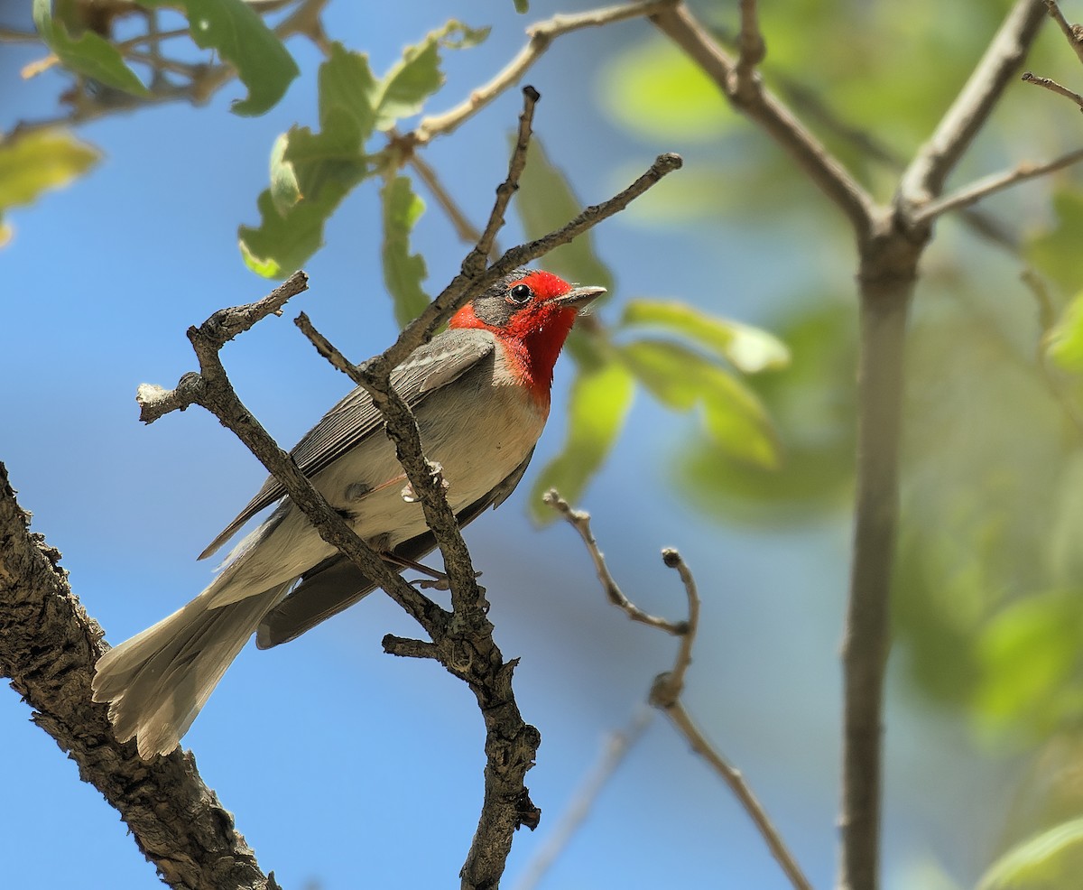 Red-faced Warbler - ML638293367