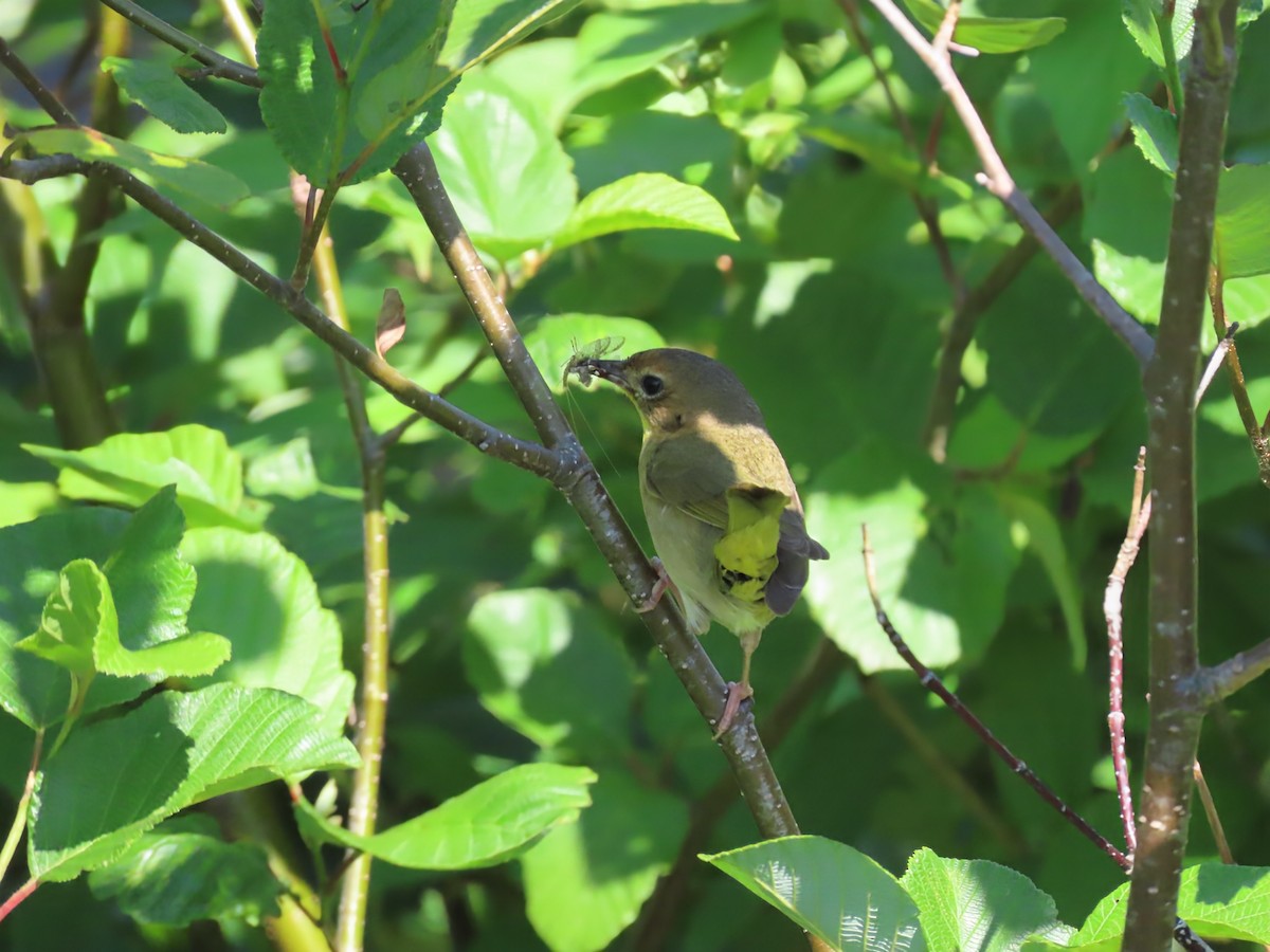 Common Yellowthroat - ML638293372