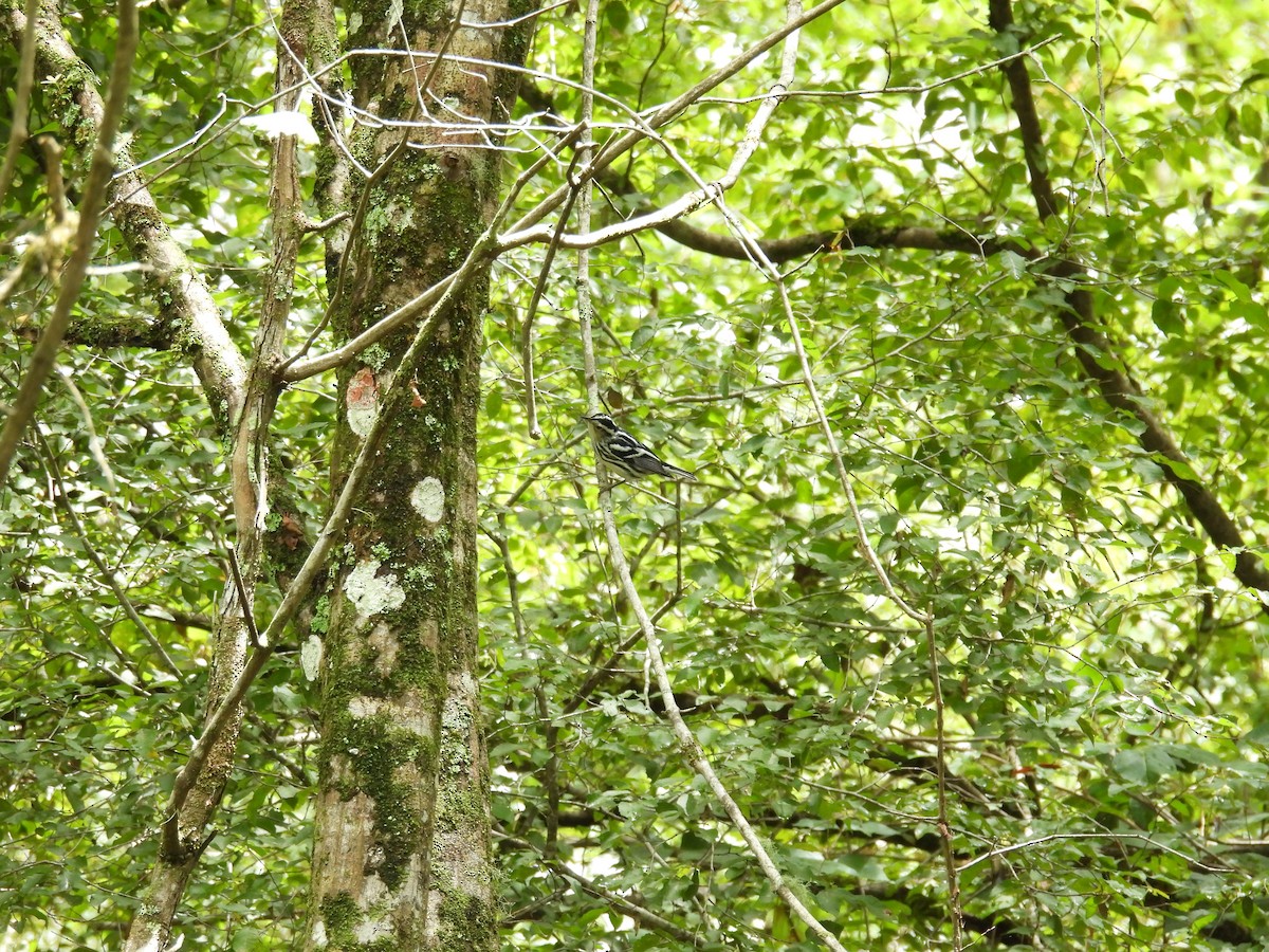 Black-and-white Warbler - ML638293374