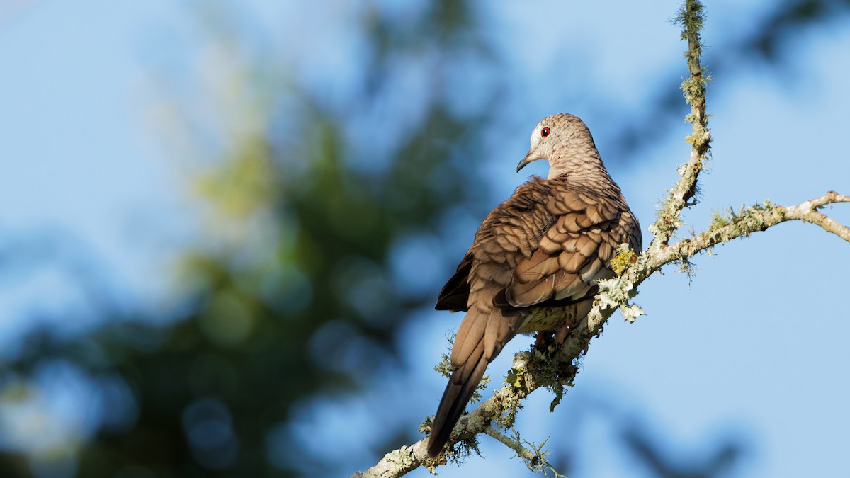 Inca Dove - ML638293375