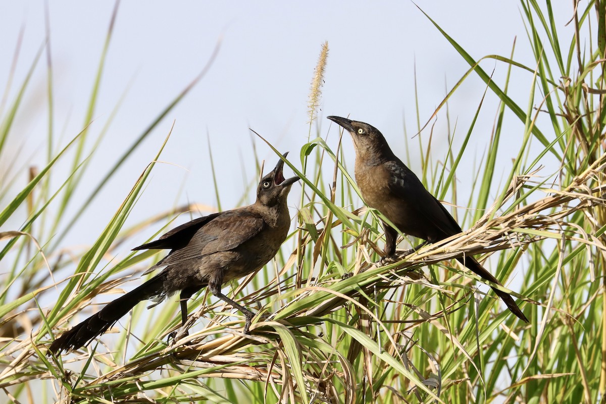 Great-tailed Grackle - ML638293382