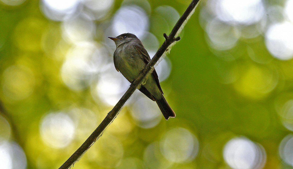tyranovec východní - ML638293397