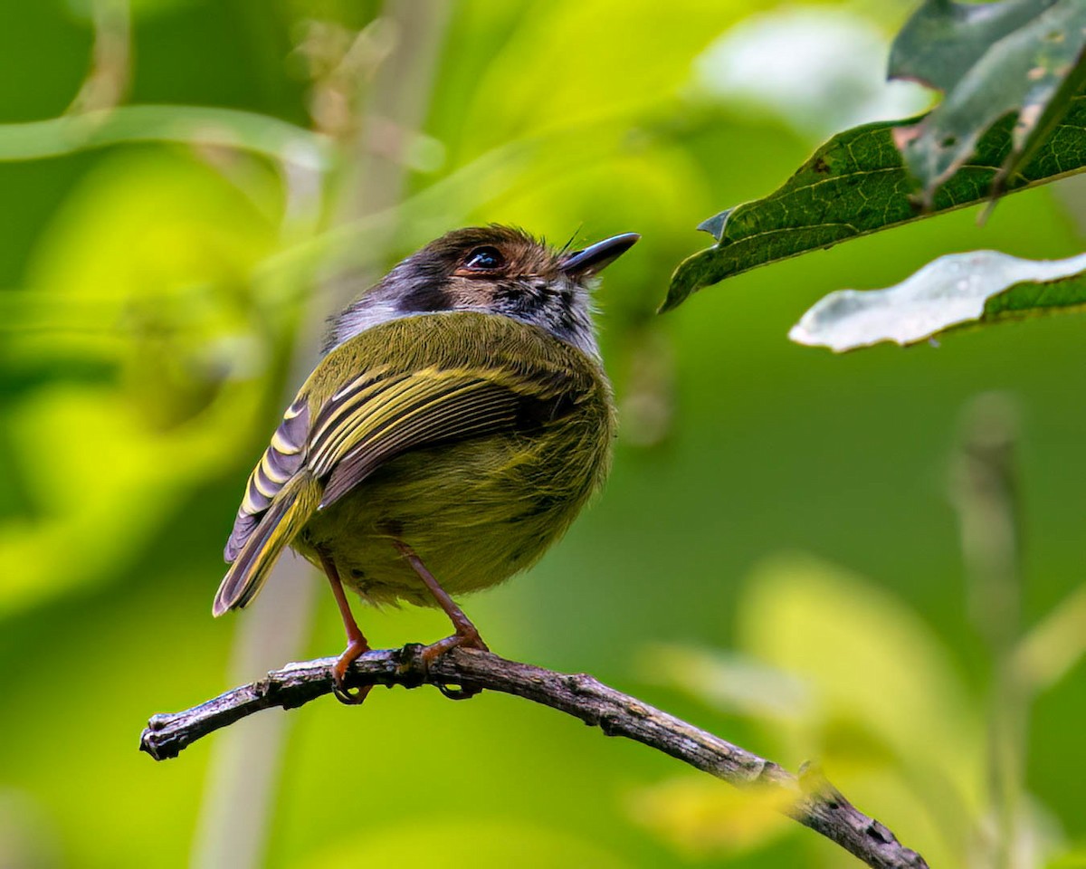 Eared Pygmy-Tyrant - ML638293403