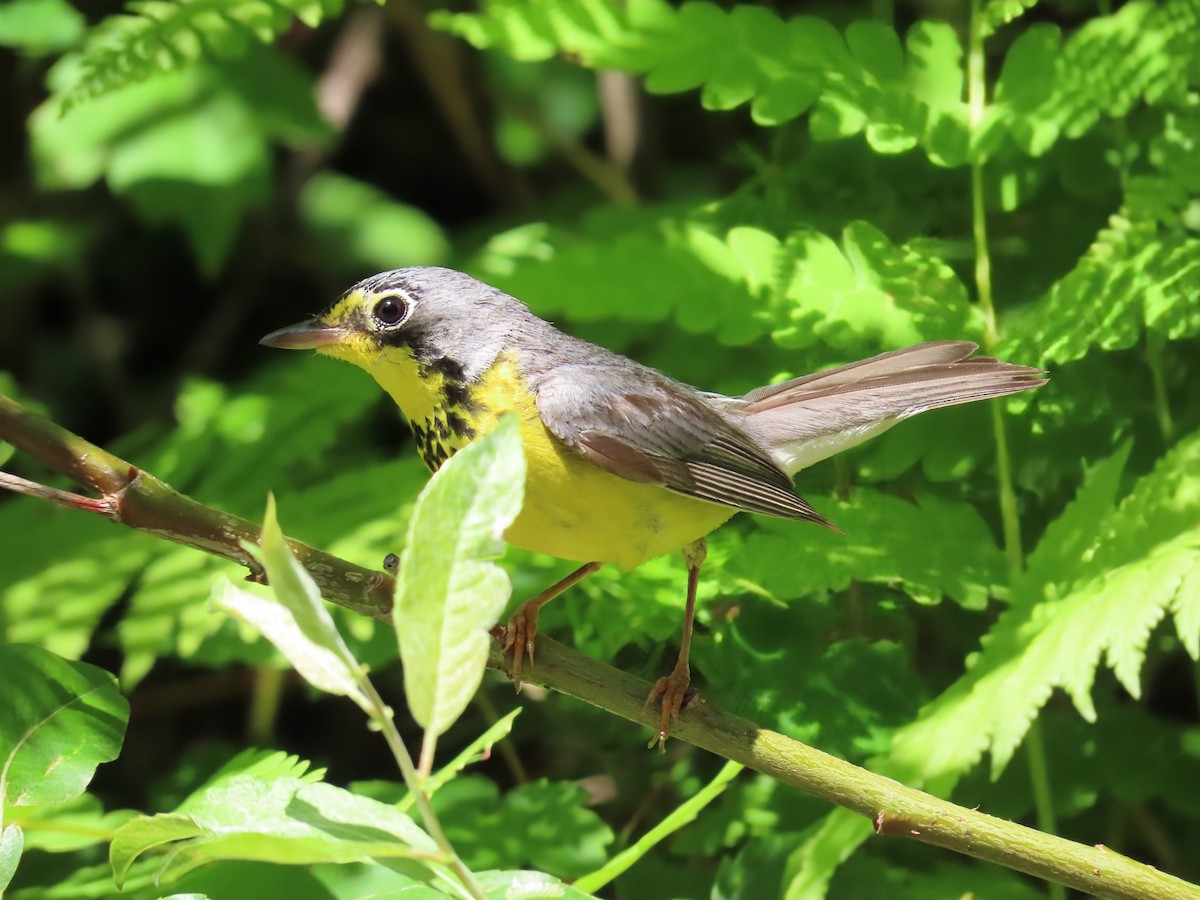 Canada Warbler - ML638293407