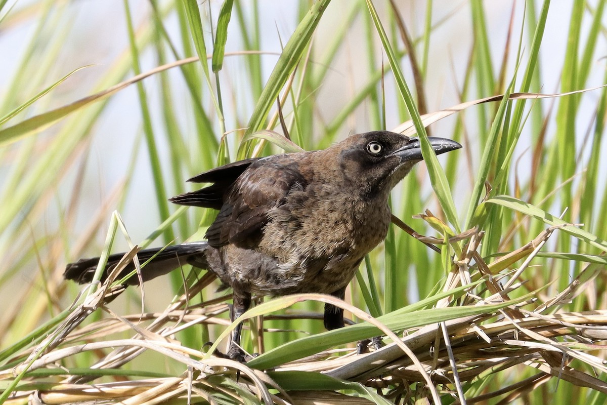 Great-tailed Grackle - ML638293409