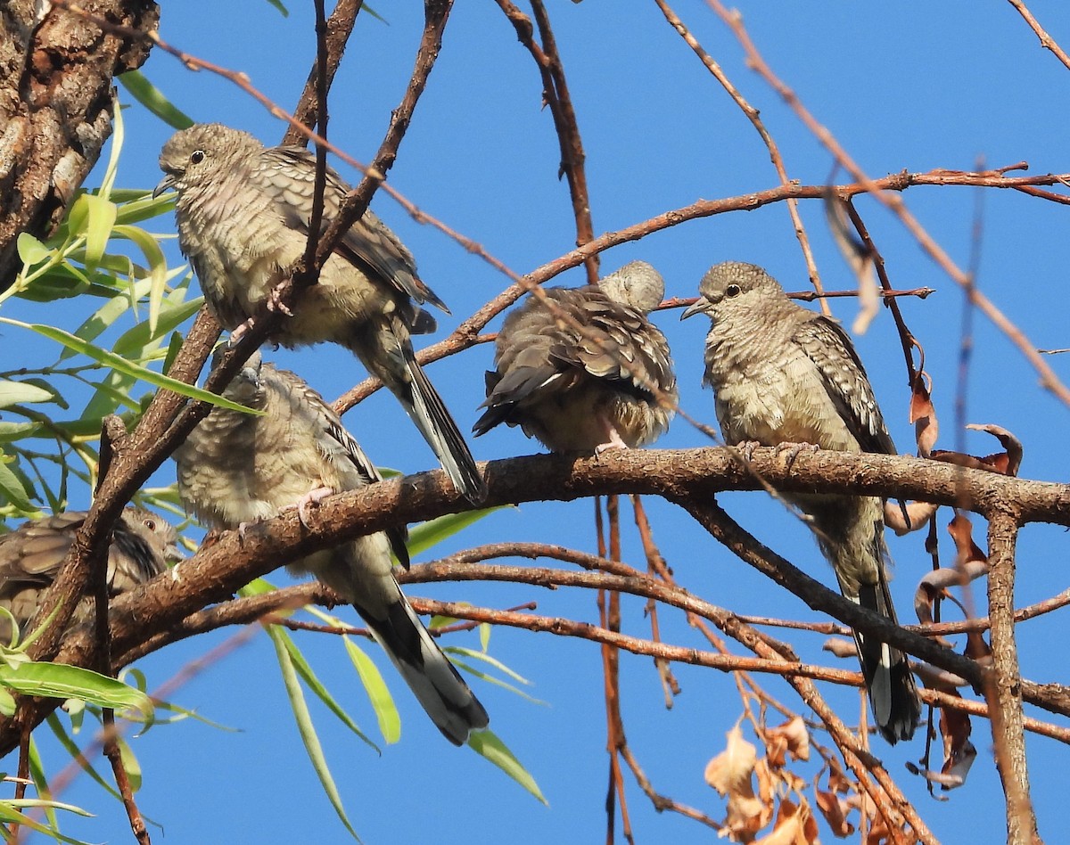 Inca Dove - ML638293413
