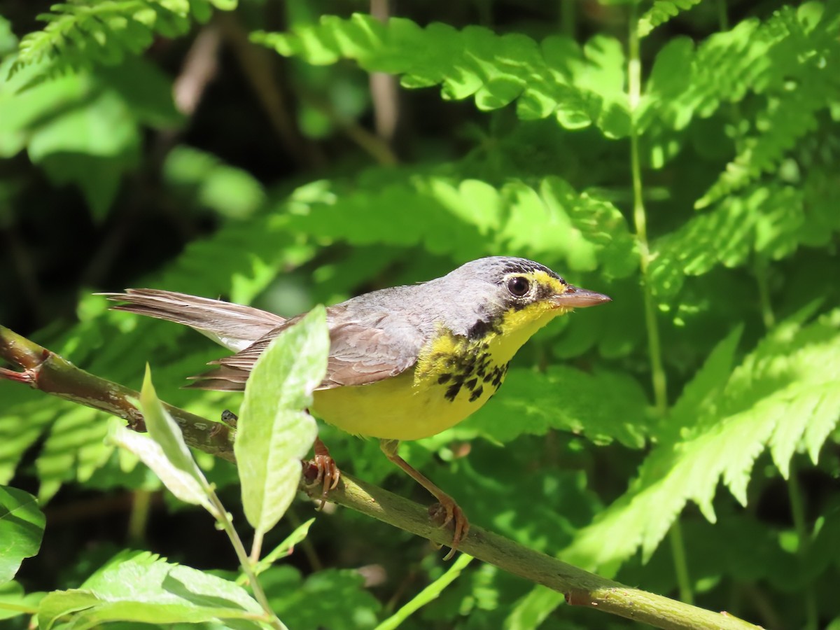 Canada Warbler - ML638293414