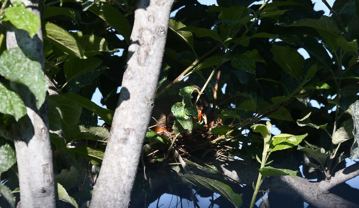 American Robin - ML638293416