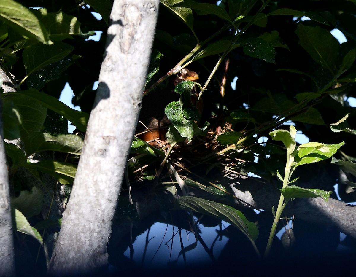 American Robin - ML638293417