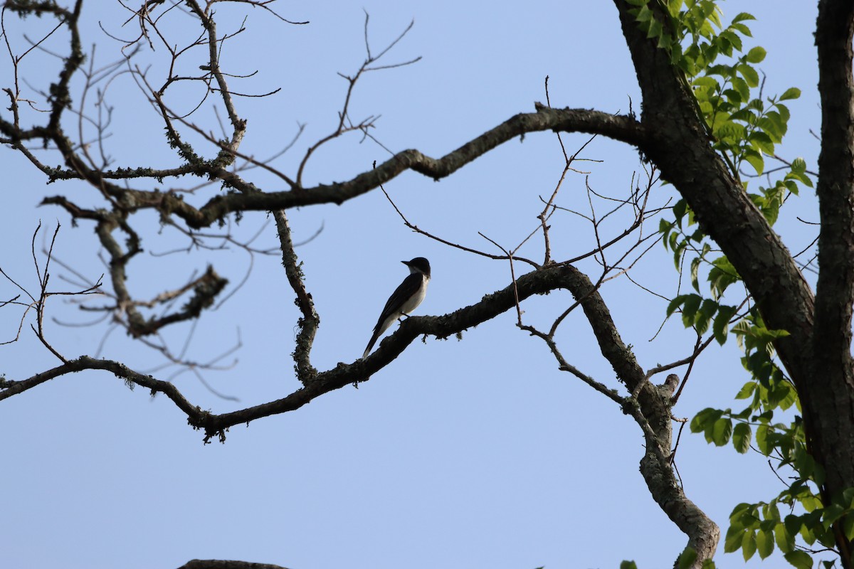Eastern Kingbird - ML638293423