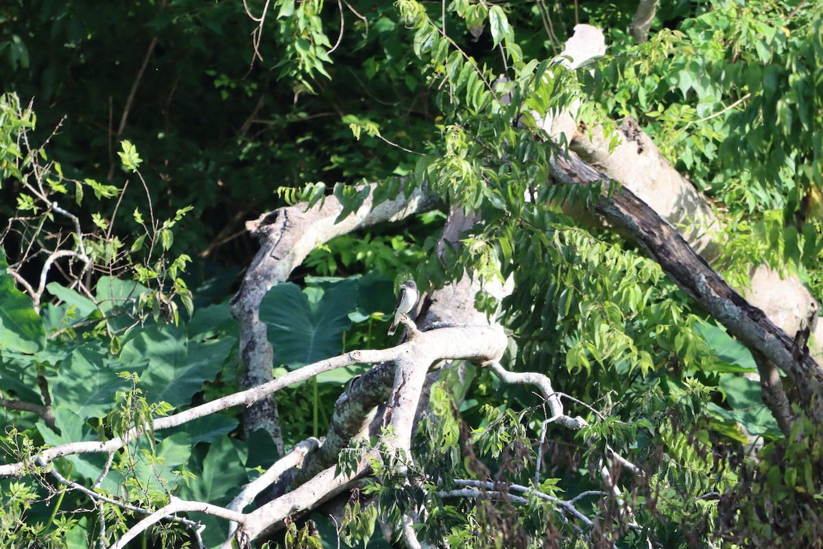 Eastern Kingbird - ML638293424