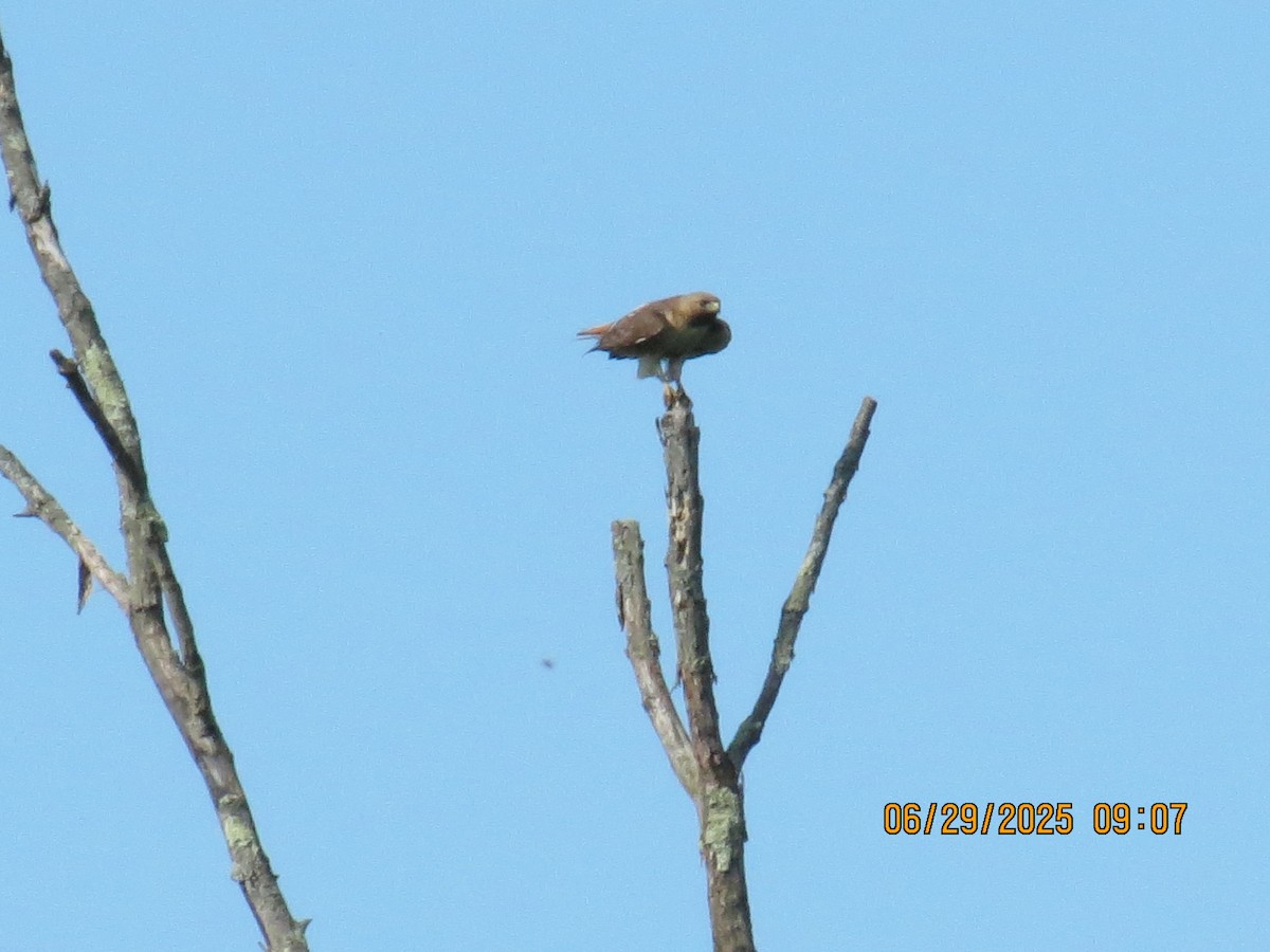 Red-tailed Hawk - ML638293426