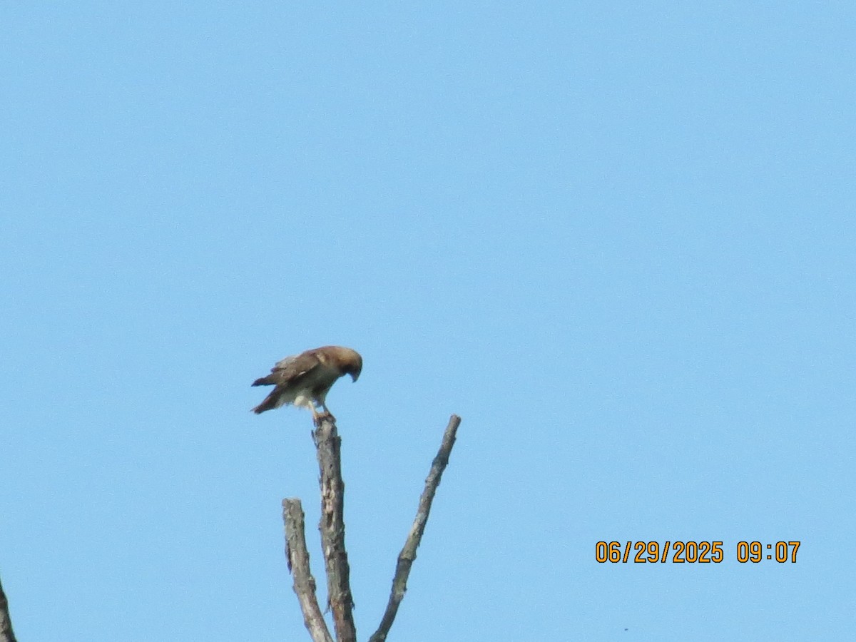 Red-tailed Hawk - ML638293427