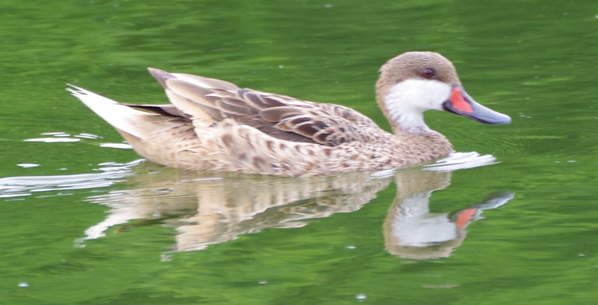 White-cheeked Pintail - ML638293428