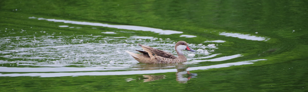White-cheeked Pintail - ML638293429